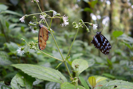 Cotundo photo 3