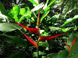 Cuyabeno Wildlife Reserve Ecuador