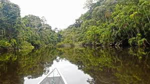 Cuyabeno Wildlife Reserve photo 3
