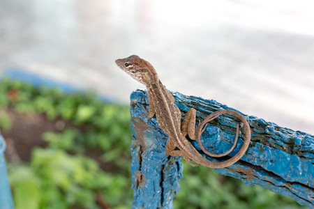 Guardalavaca photo 3
