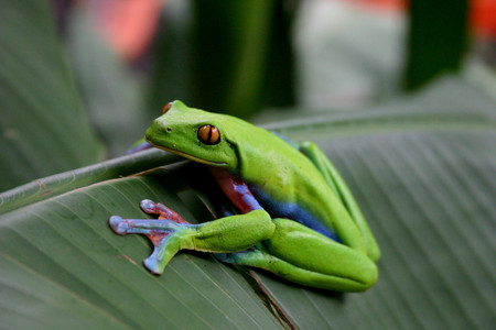 La Paz Waterfall Gardens photo 2