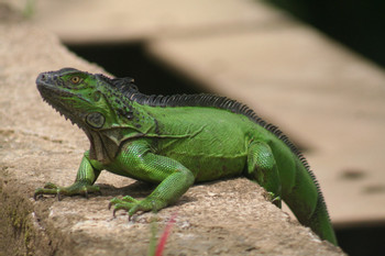 La Selva Biological Station photo 2