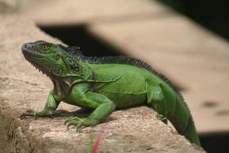 La Selva Biological Station photo 2
