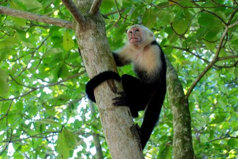 Manuel Antonio Costa Rica