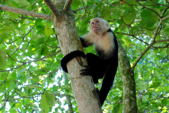 Manuel Antonio photo 3