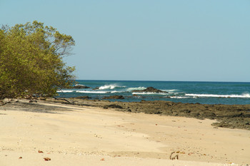 Matapalo Guanacaste photo 3