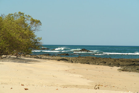 Matapalo Guanacaste photo 3
