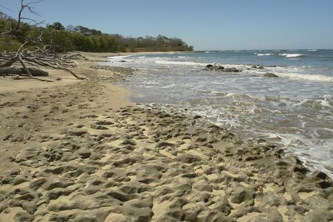 Matapalo Guanacaste Costa Rica