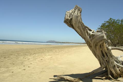 Matapalo Guanacaste Costa Rica