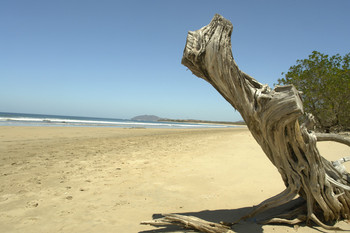 Matapalo Guanacaste photo 2