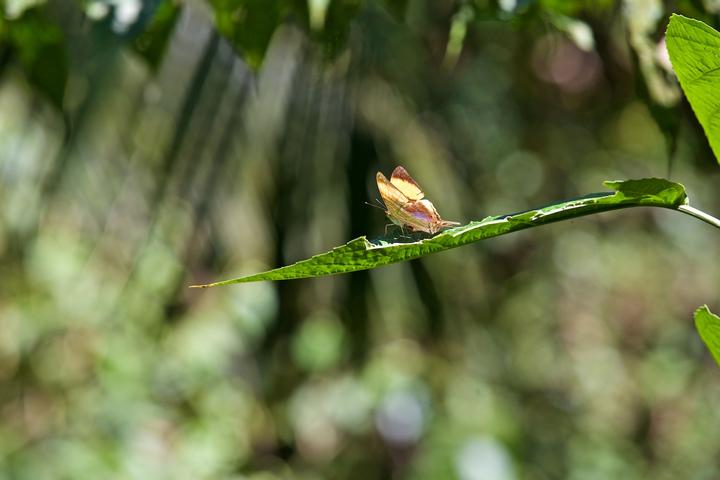 Wildlife Experiences Image: A brown and cream coloured butterfly rests on a bright green leaf.