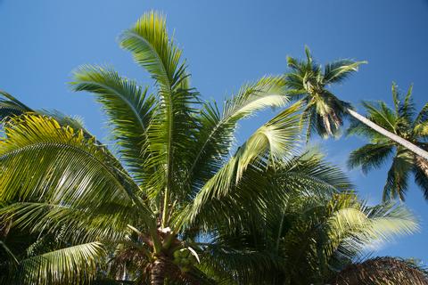 Monterrico Guatemala