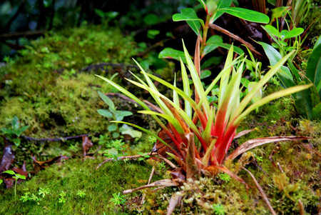 Monteverde Costa Rica Vacations photo 3