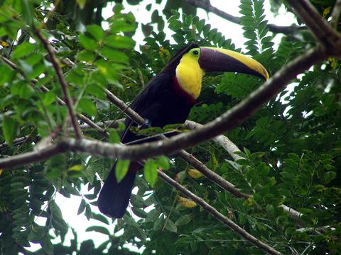 Pangóla Costa Rica