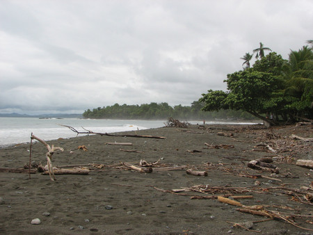 Pavones photo 2