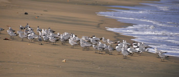 Playa Destiladeros photo 3