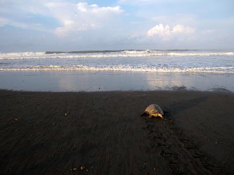 Playa Ostional Costa Rica