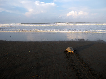 Playa Ostional photo 2