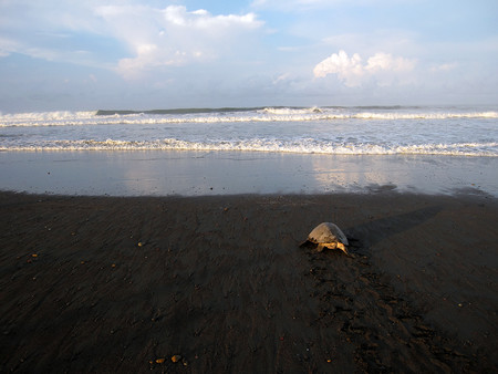 Playa Ostional photo 2