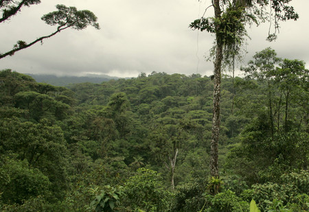 Rainforest Tram Alantic, Costa Rica photo 2