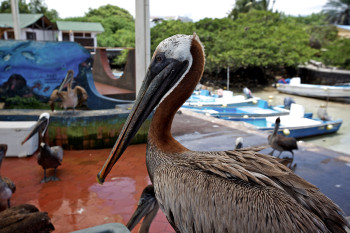 Santa Cruz photo 3