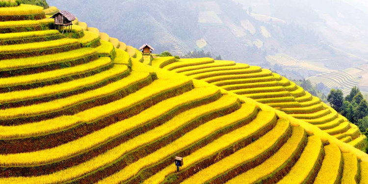 Sapa