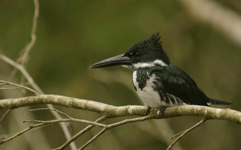 Puerto Viejo de Sarapiqui Costa Rica