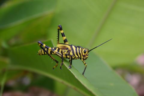 Puerto Viejo de Sarapiqui Costa Rica