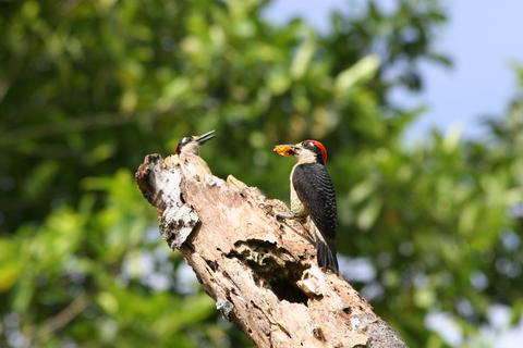 Puerto Viejo de Sarapiqui Costa Rica