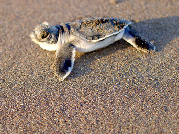 Tortuguero photo 3
