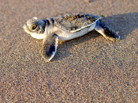 Tortuguero photo 3