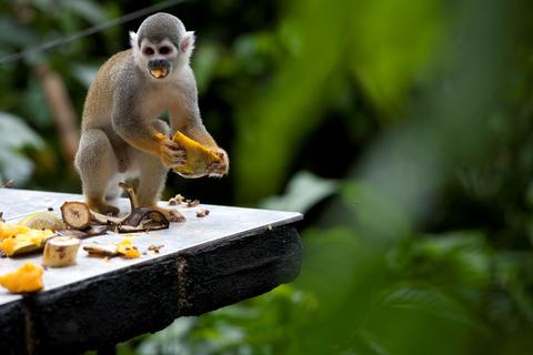 Yasuni Ecuador