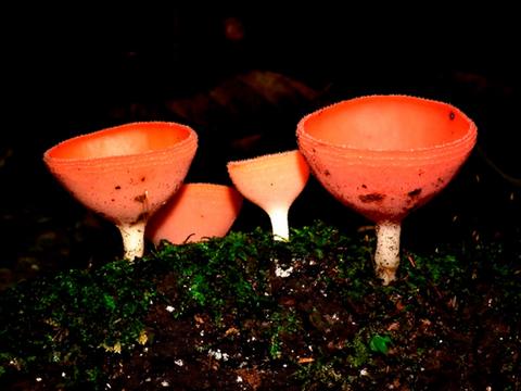 Yasuni Ecuador