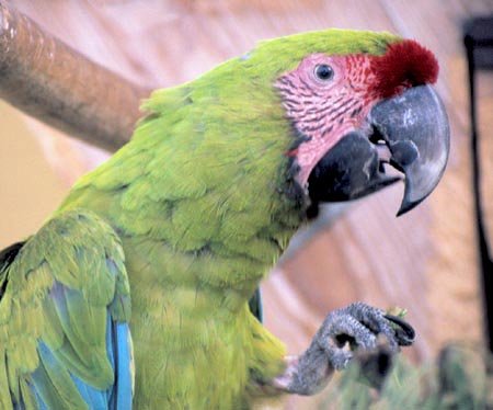 Great Green Macaw, photo 2