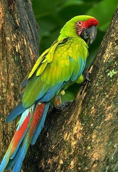Great Green Macaw Photo