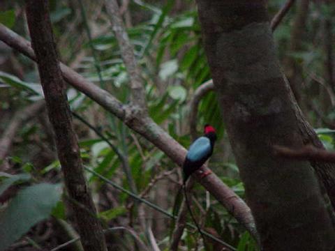 Long-tailed Manakin 