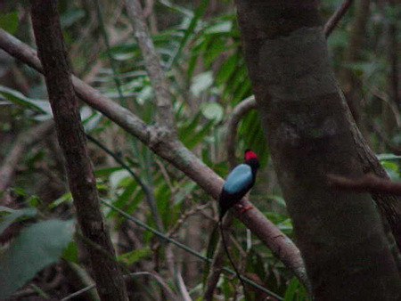Long-tailed Manakin
