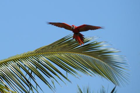 Scarlet Macaw