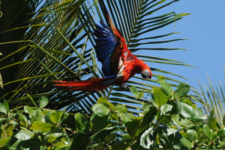Scarlet Macaw, photo 6