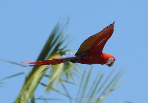 La Lapa Roja 