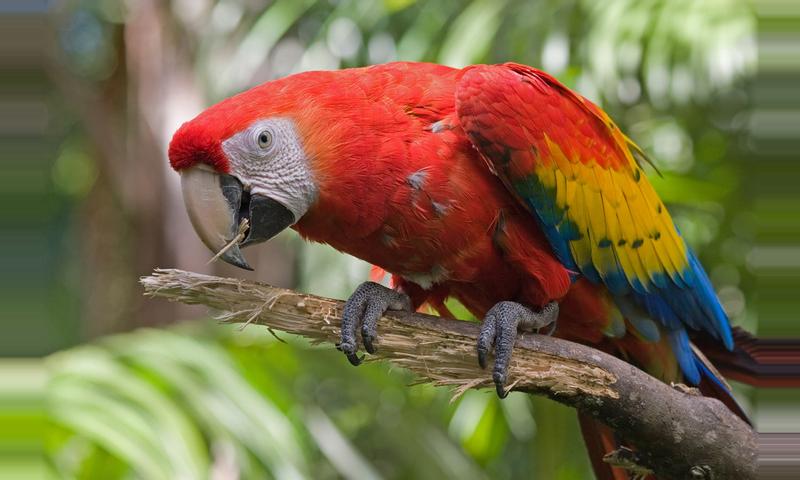 scarlet-macaw.jpg?w=800&h=480&fit=min&dp=1