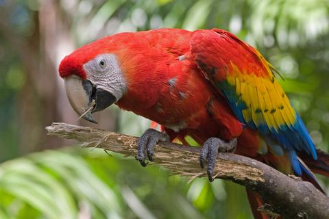 Scarlet Macaw 