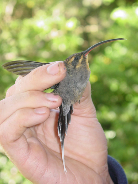 Long-tailed Hermit