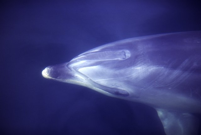Bottle-nosed Dolphin, photo 2