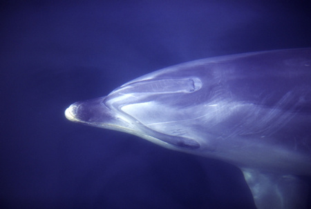 Bottle-nosed Dolphin