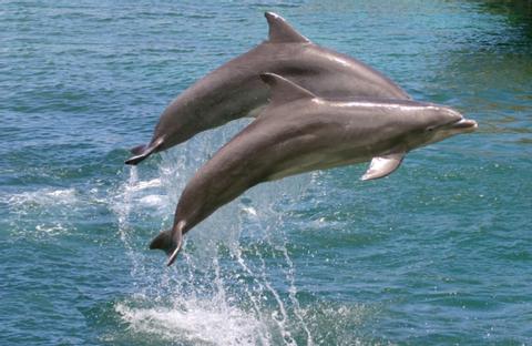 Delfín nariz de botella 