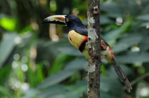 Fiery-billed Aracari and Collared Aracari 