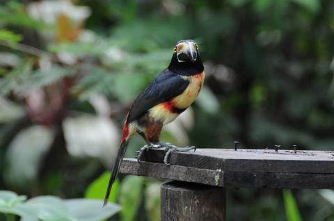 Fiery-billed Aracari and Collared Aracari 