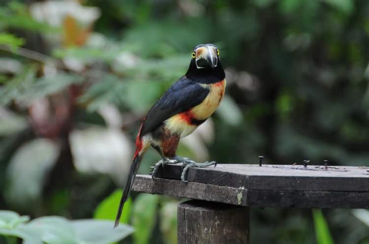 Fiery-billed Aracari and Collared Aracari, photo 2