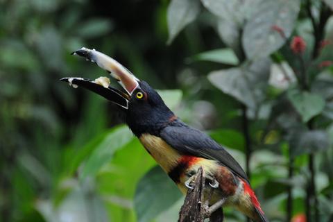 Fiery-billed Aracari and Collared Aracari 